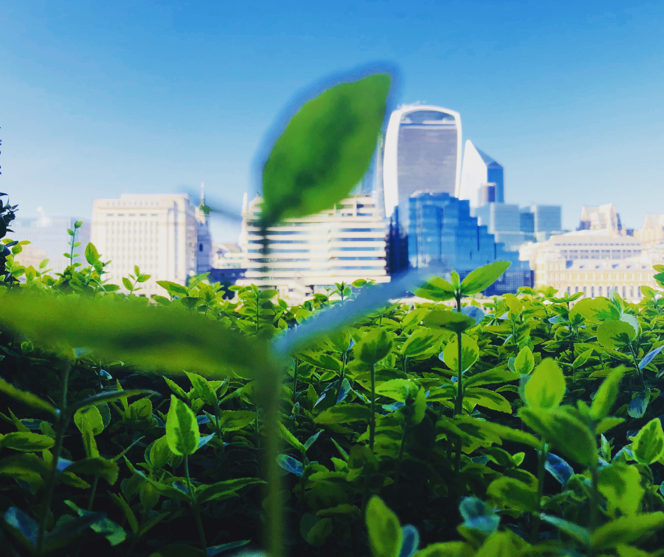 What Is Green Infrastructure and How Does It Benefit Our Planet?
